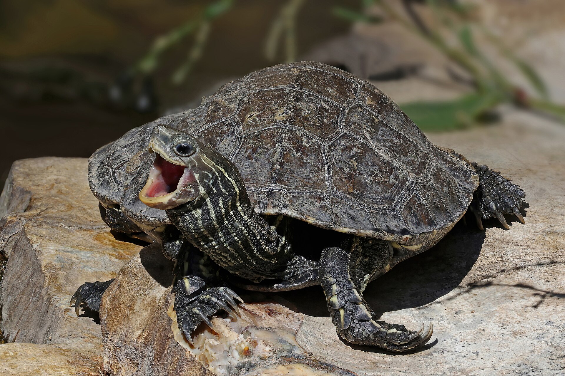 Turtle 2