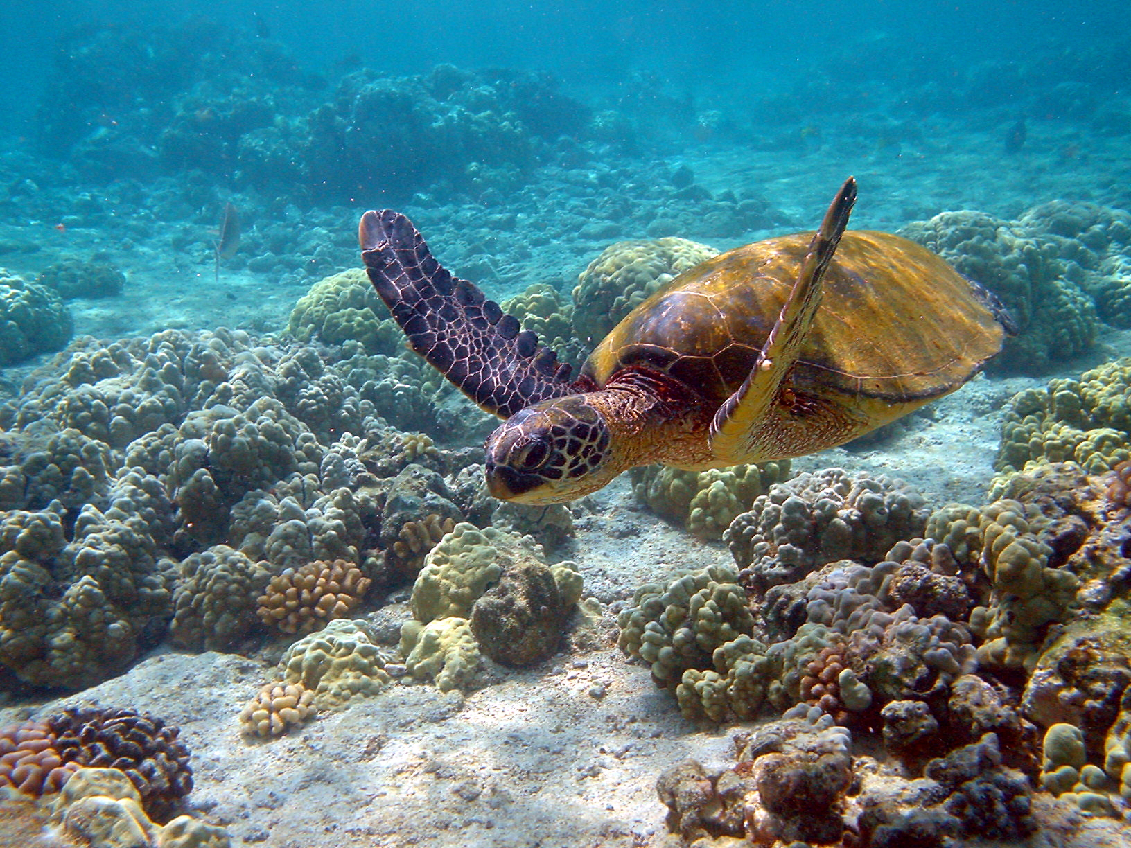 Turtle 3