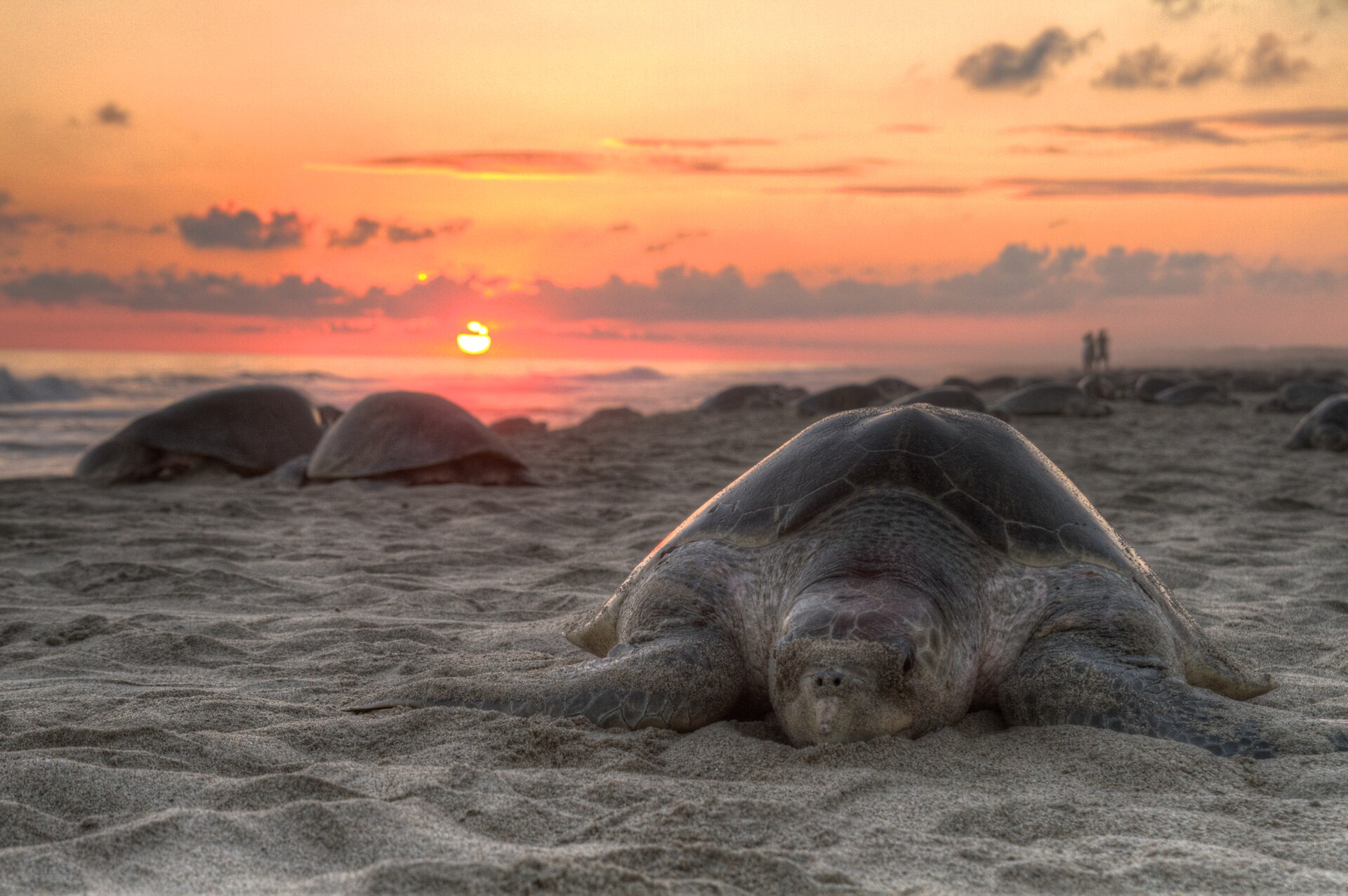Turtle 4